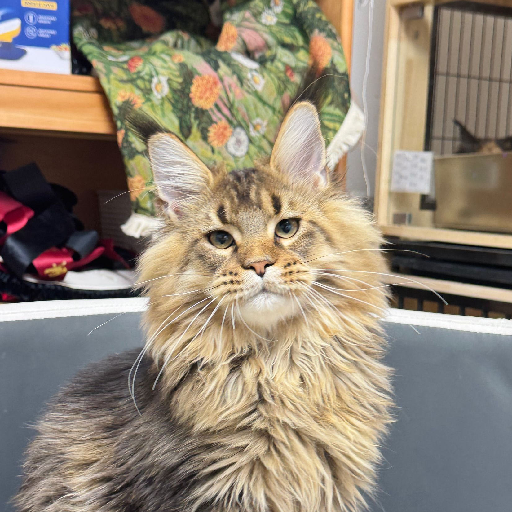 来了姊妹-棕麻纹缅因猫 弟弟 J46