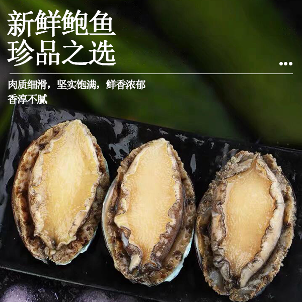 【丰鲍】福建东山岛深海鲍鱼4-5cm左右 东山岛深海冷链速冻鲍鱼5