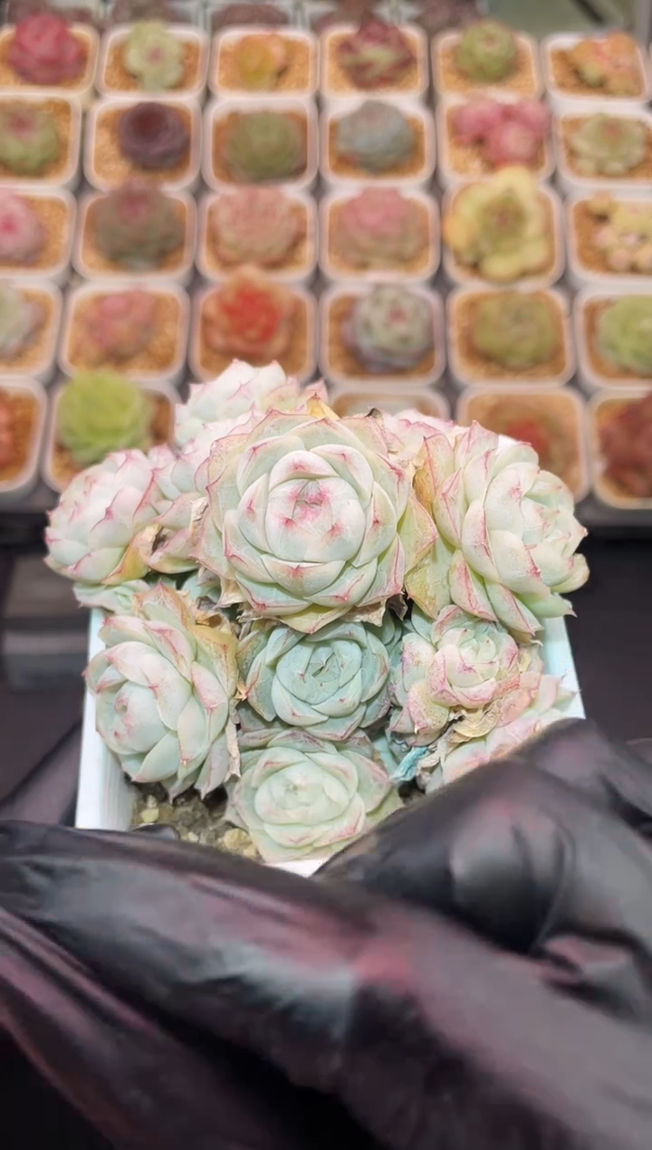 闪购413 白体包包女王群多肉一颗 