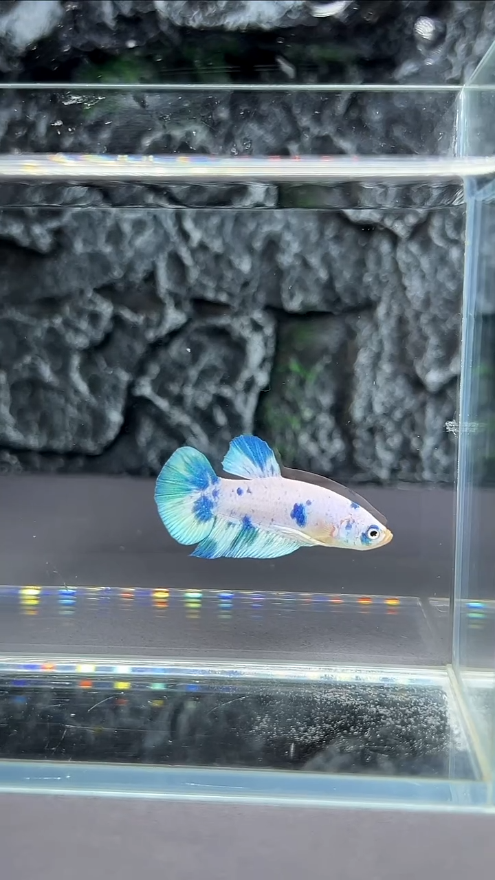 斗鱼竞拍链接A030