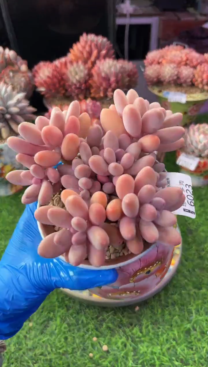 昆明印象多肉6023