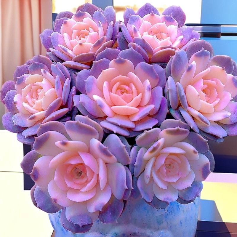 三岁家 露娜莲景【带盆】盆栽植物新手上盆好养 漂亮多肉