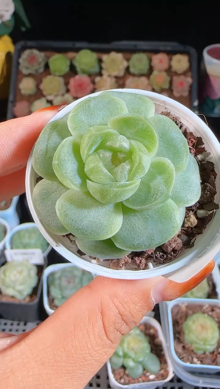 1109-540流光麦秆群不包整