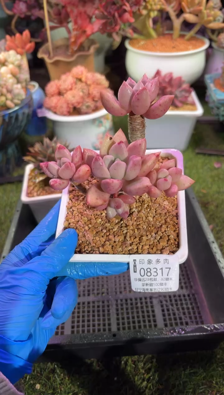 【闪购商品】08317