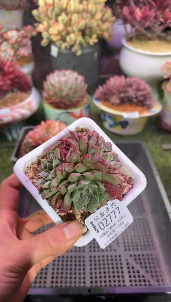 【闪购商品】02777