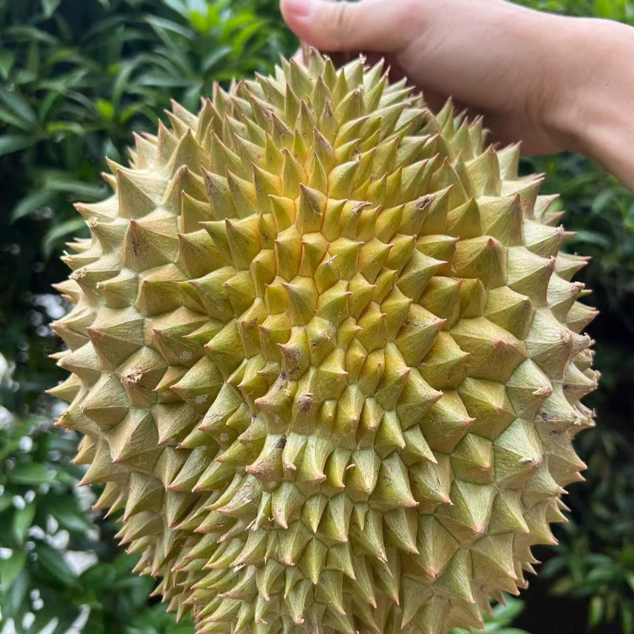 ①号【榴莲小时达】【一果一拍】新鲜榴莲，核小斤榴莲同城配金枕泰国