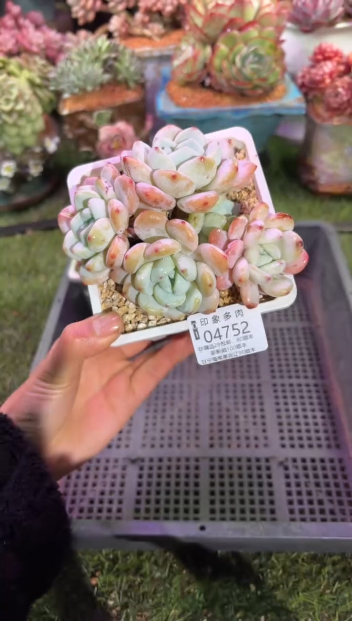 【闪购商品】04752