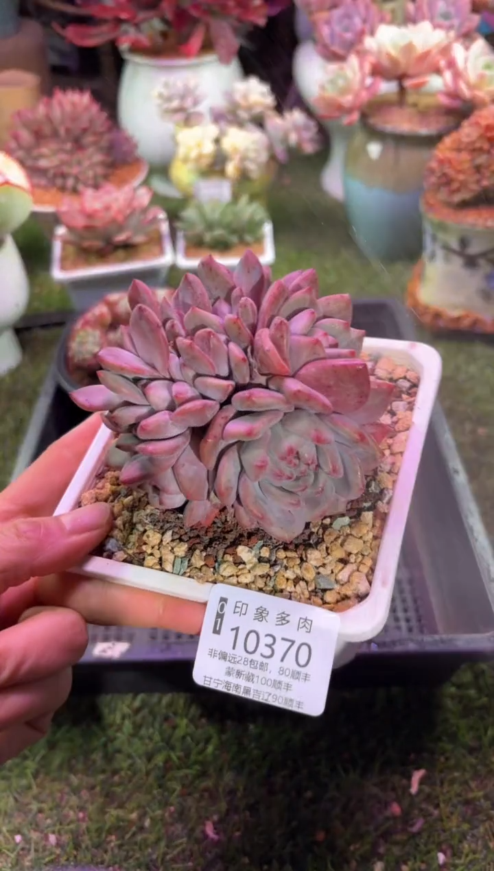 【闪购商品】10370