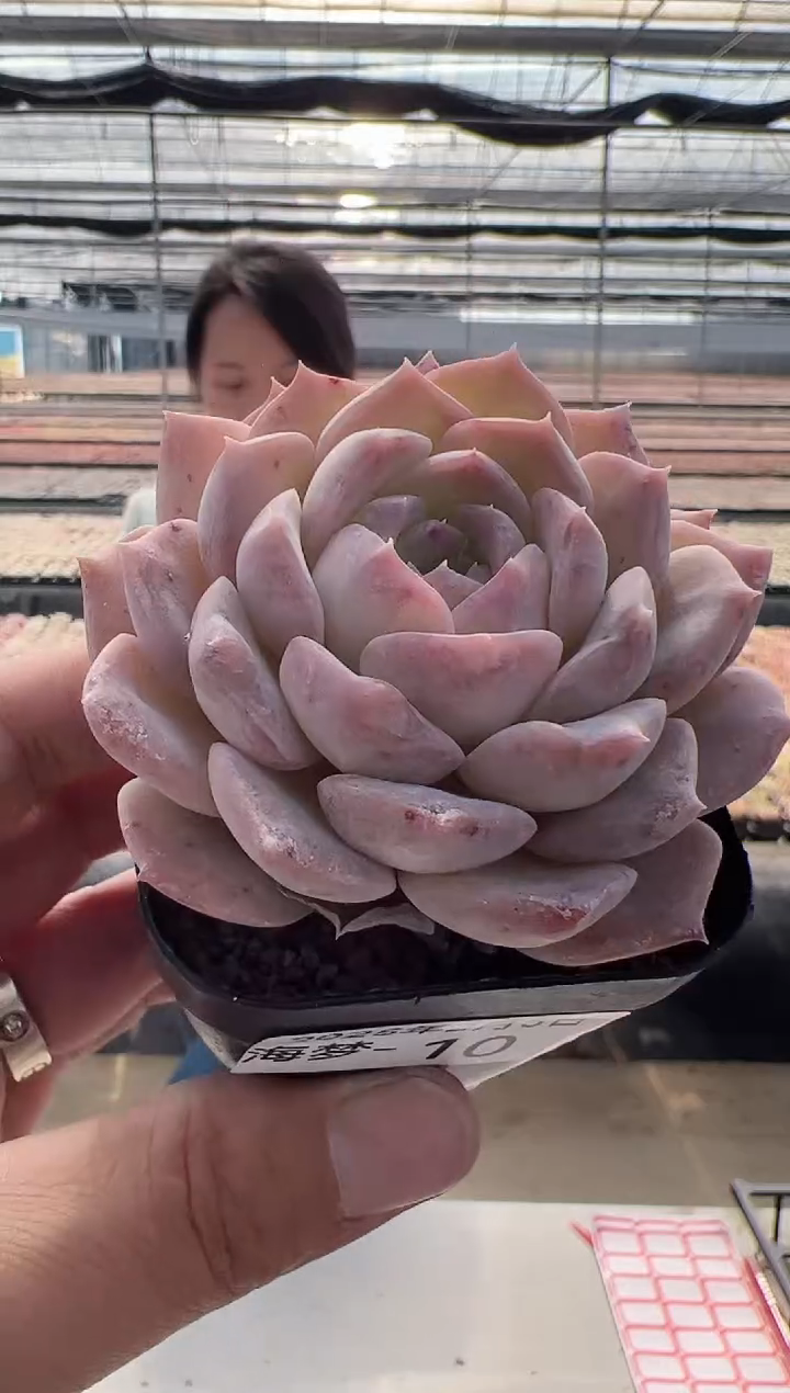 【闪购商品】海梦-10