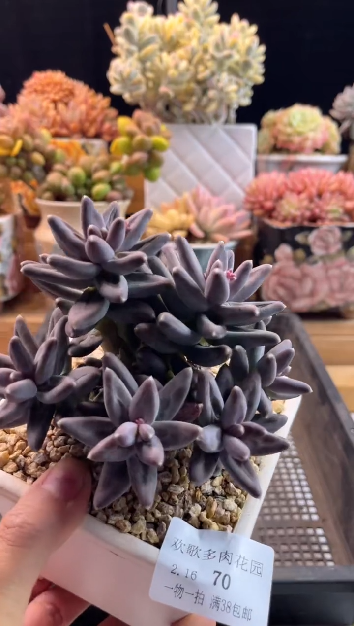 【闪购商品】2.16-70乌拉克拉