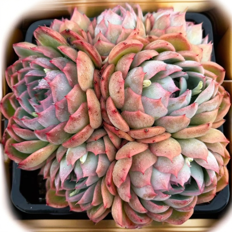 （满15包邮）群生多头侧影 脱土  以直播展示为准