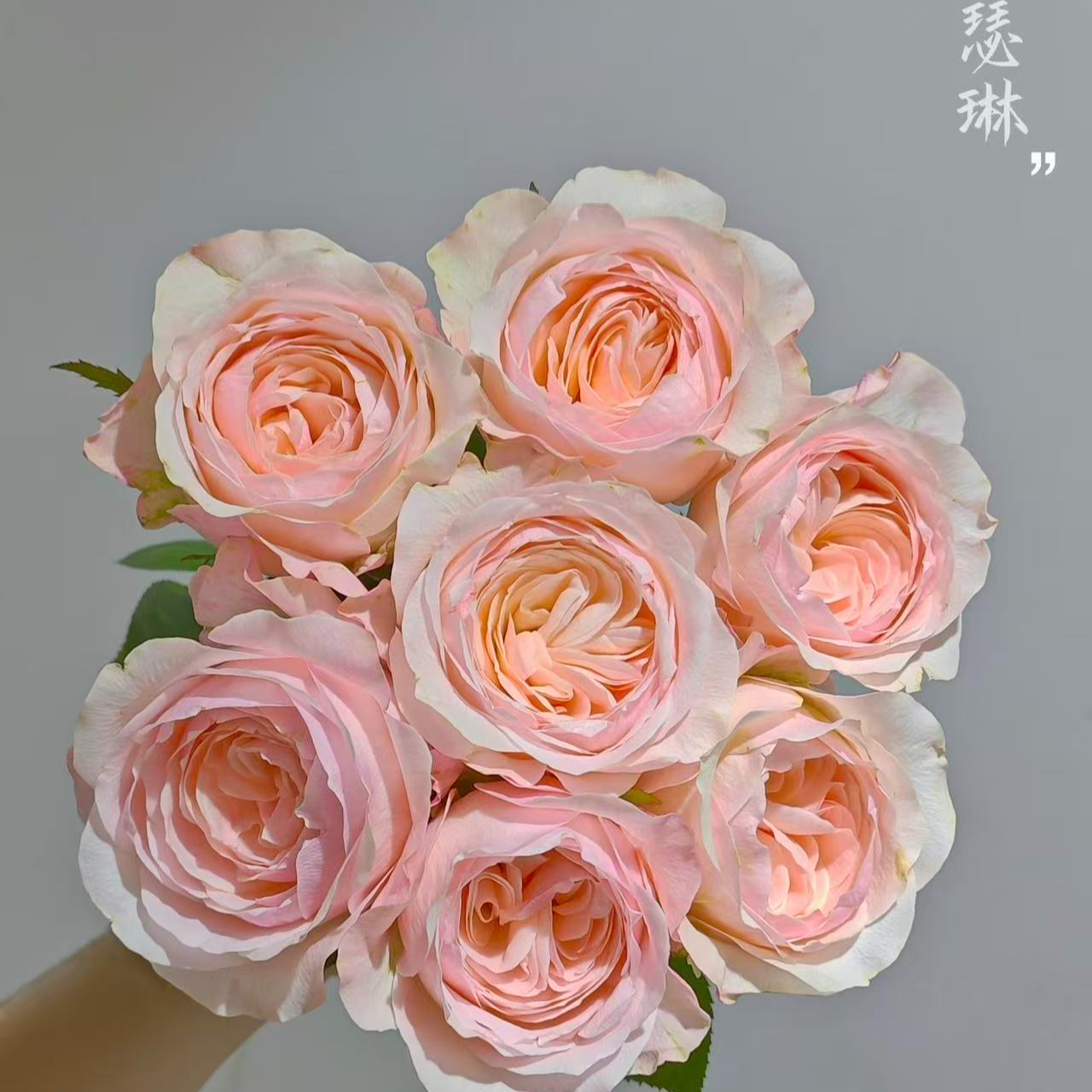 【凯瑟琳A/B】粉白色 山东基地直发 现采现摘  顺丰包邮 直播专享