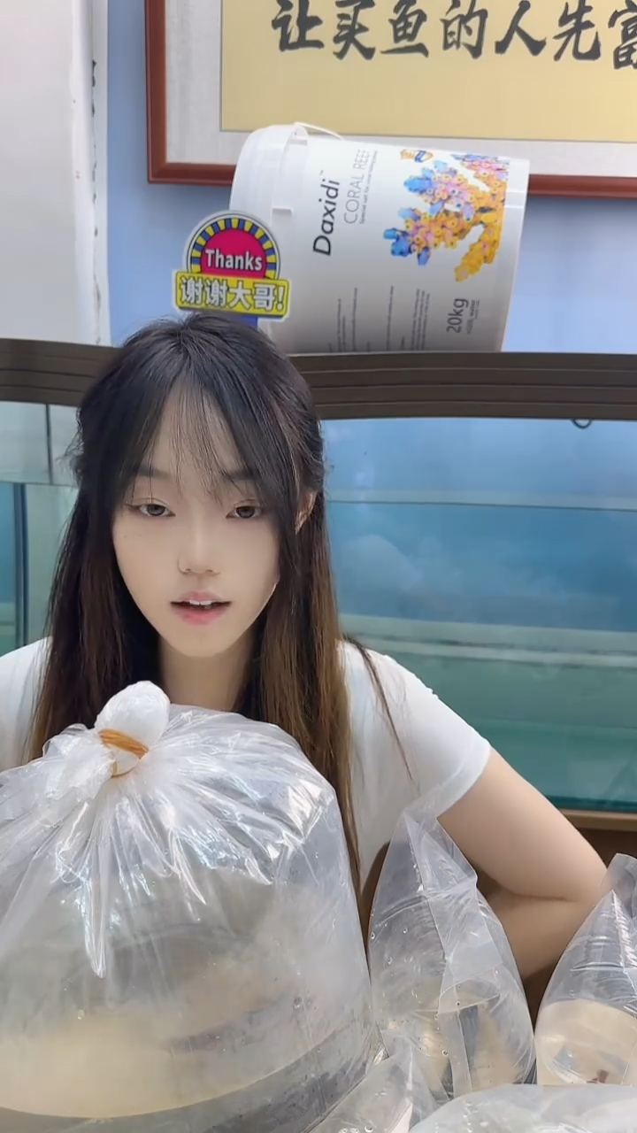海水熊**?海水观赏鱼 医生虾