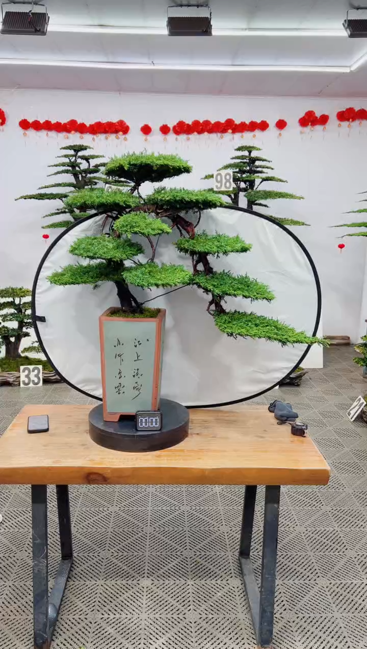 【闪购商品】盆景盆景
