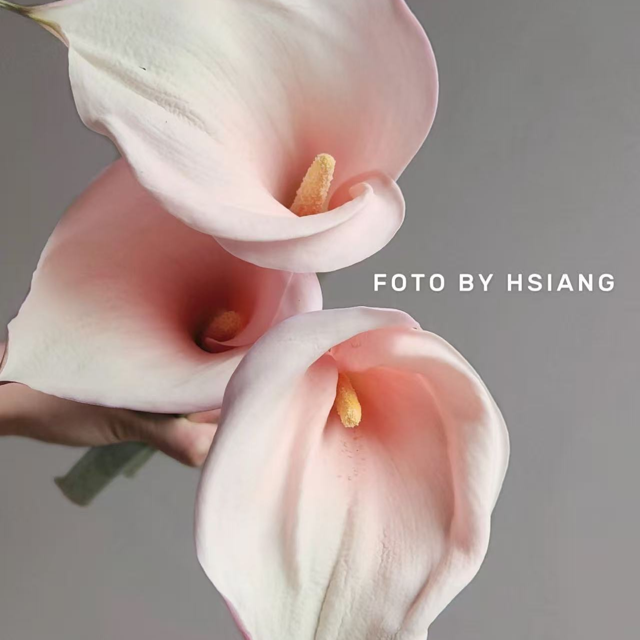 【  火烈鸟马蹄莲】国产水生粉色马蹄莲 粉粉粉嫩嫩