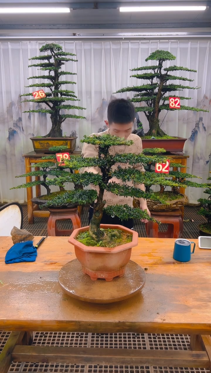 无花朵精品盆景直播间一物一拍