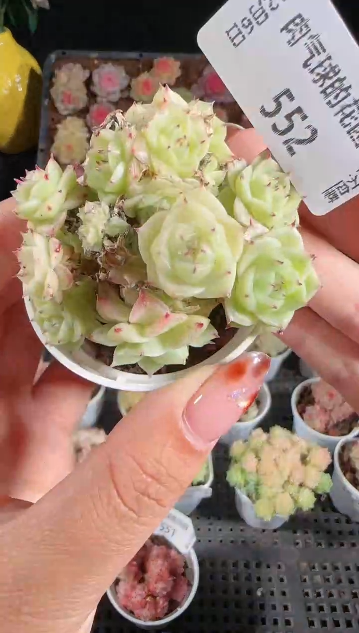 1206-552多肉群生不包整