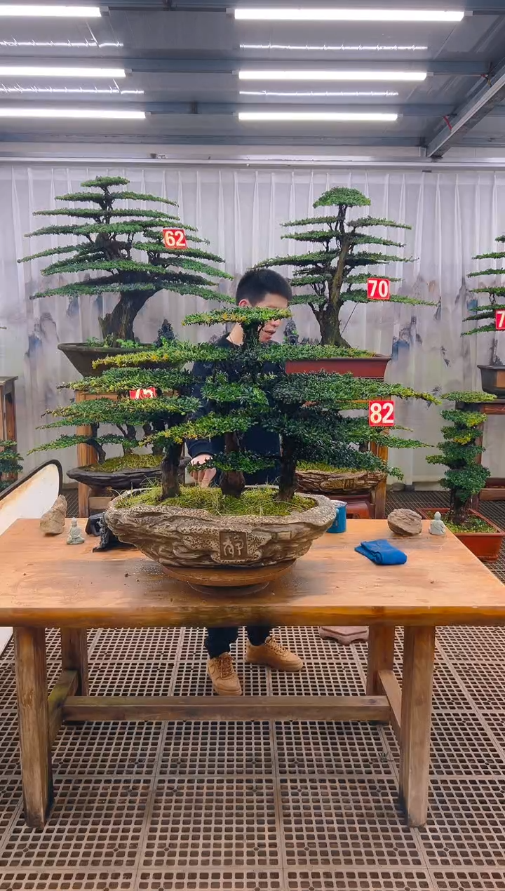 无花朵巨****压精品盆景直播间一物一拍