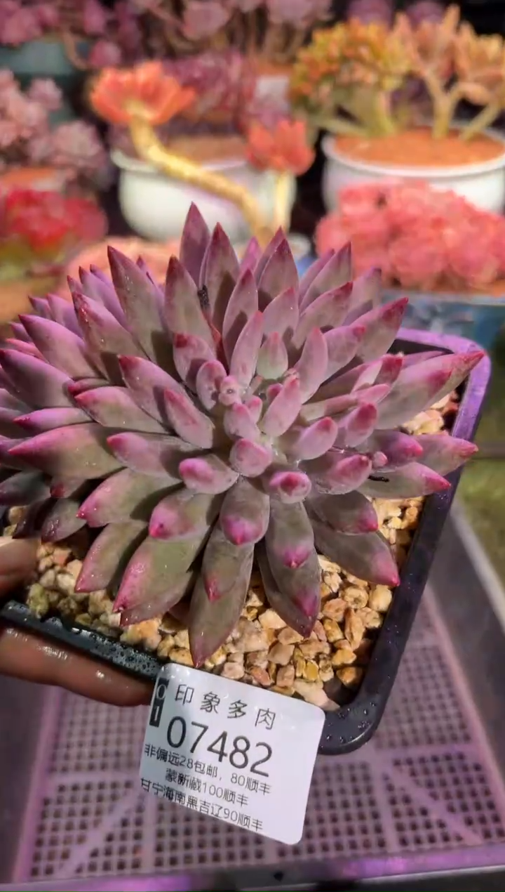 【闪购商品】07482