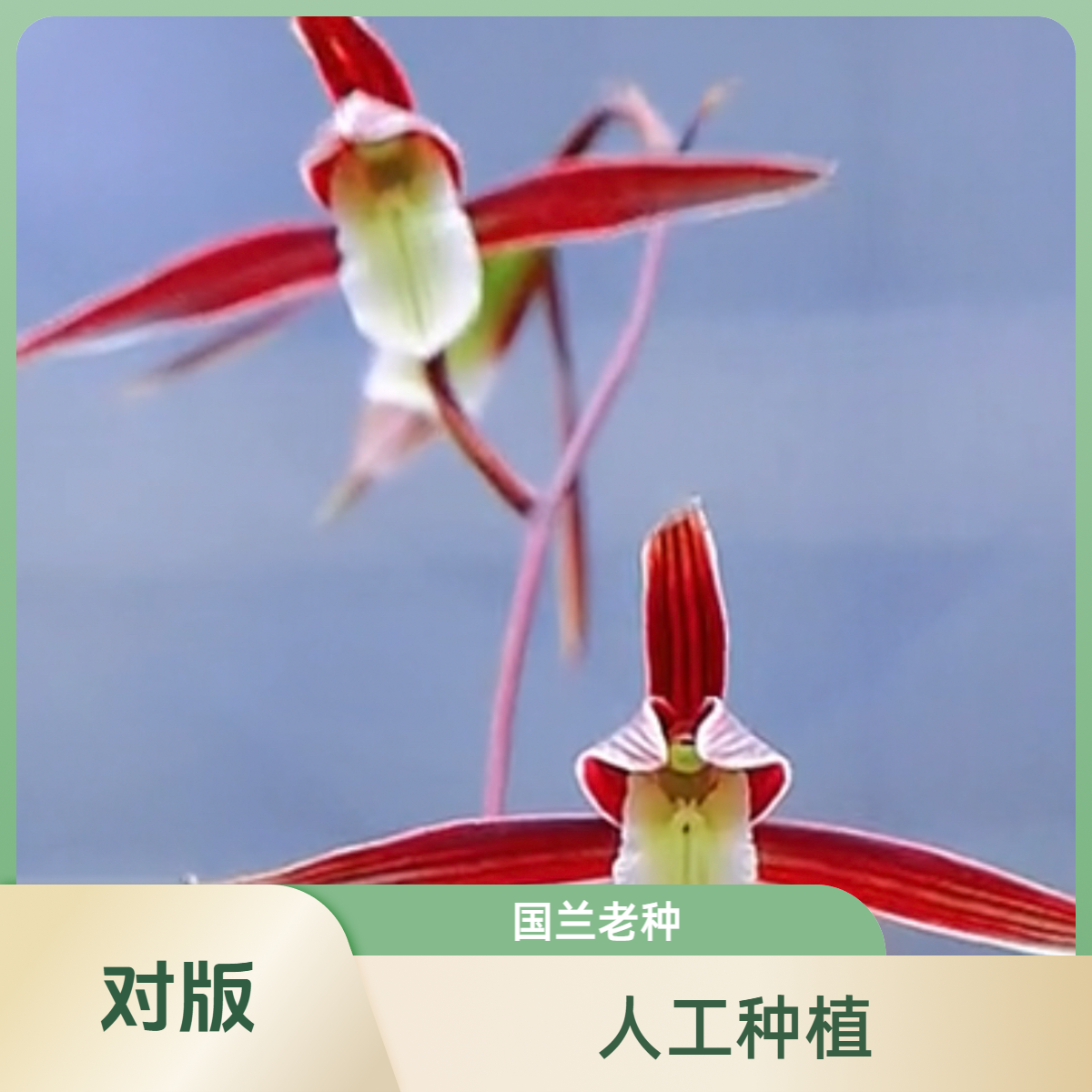 【朝阳红】寒兰名品 兰花老种2苗 花开浓香 好养易活 对版 人工种植