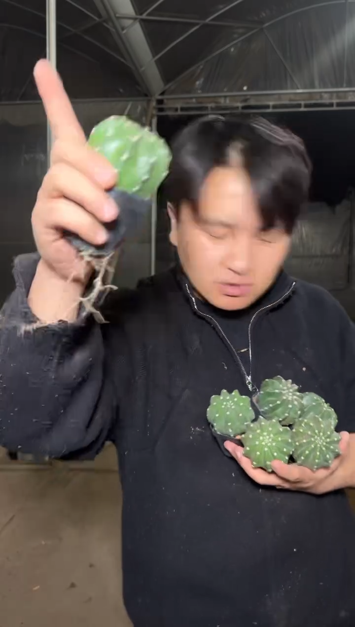 7颗 实生根 短毛丸 3-5cm