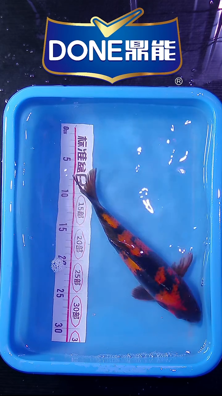 锦鲤鱼悦鱼乐 直播间菁选 对版发货 35号