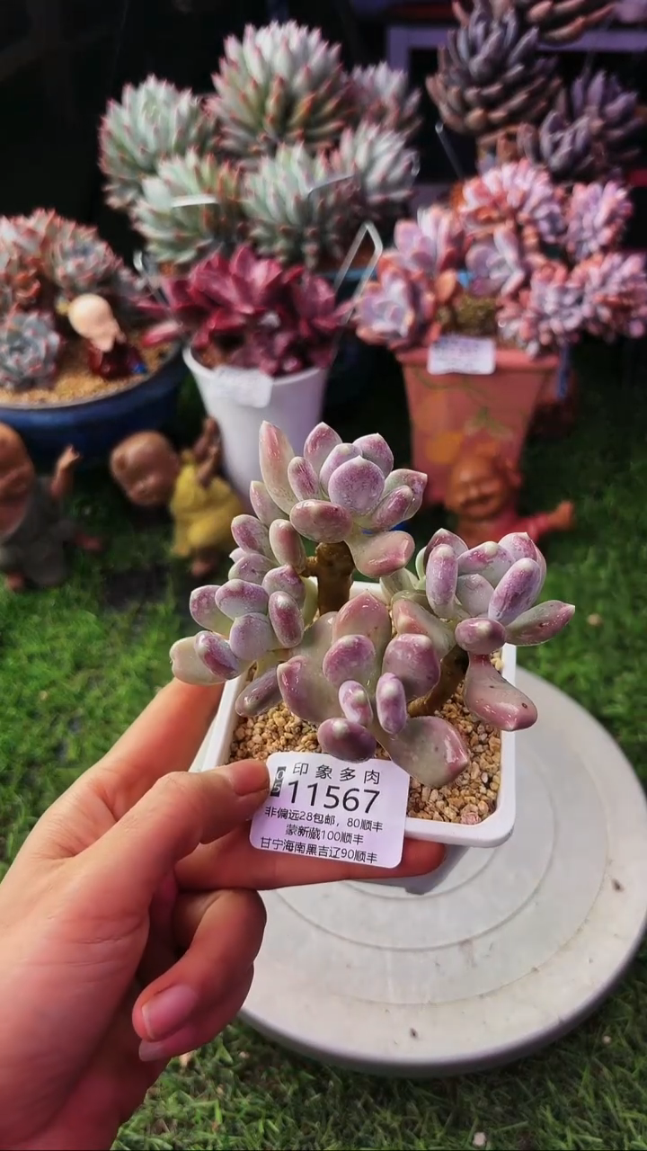 昆明印象多肉11567