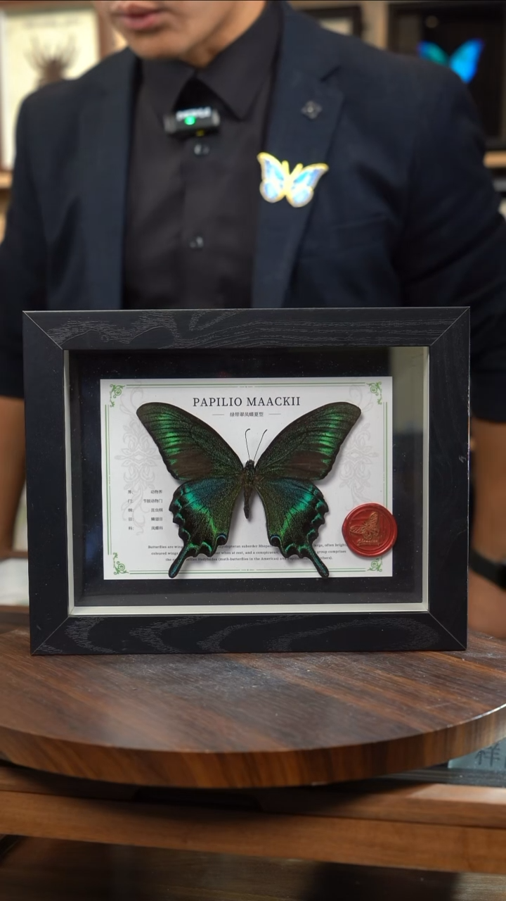 绿带翠凤蝶夏型8寸黑框国风版