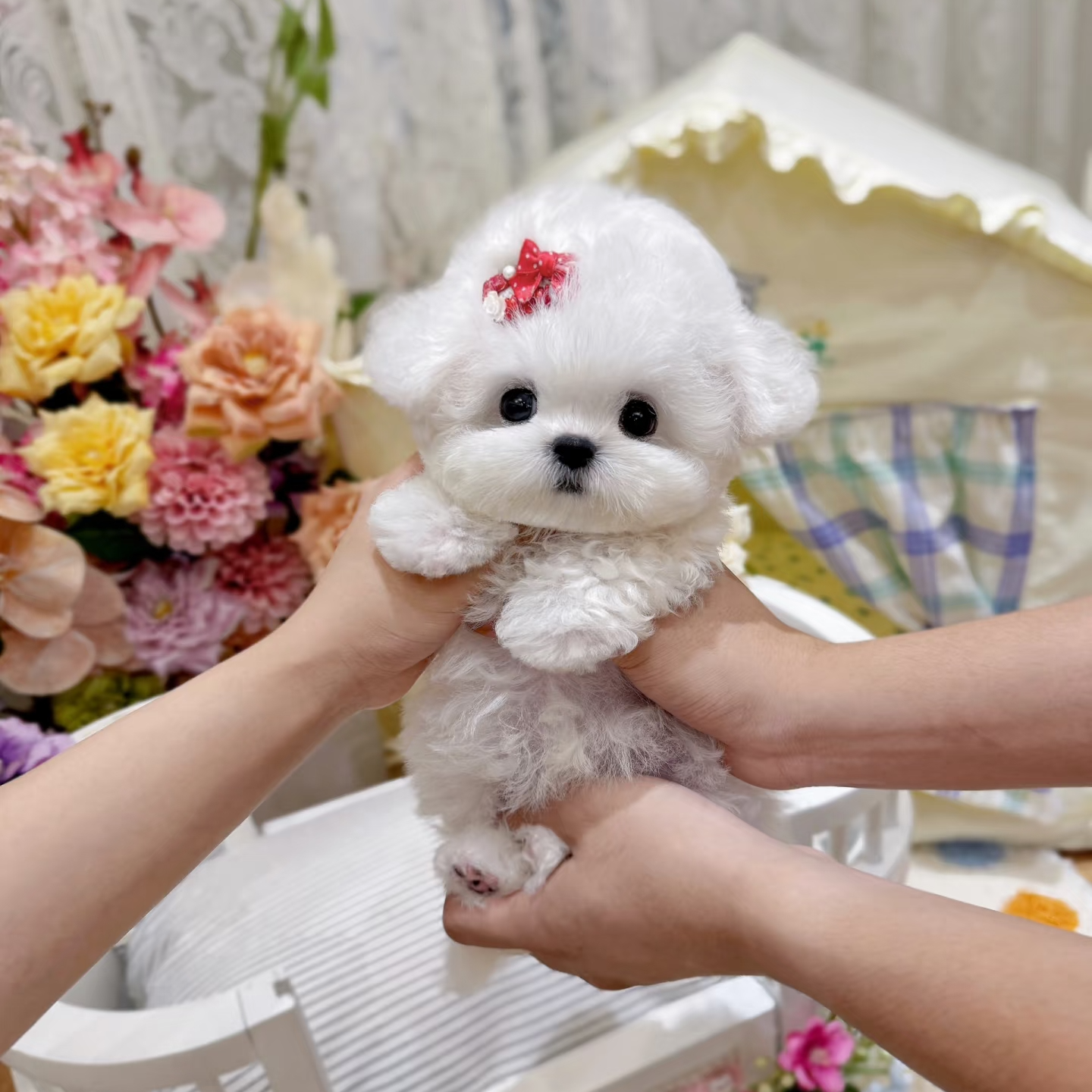 精品比熊幼犬狗狗活体一对一挑选