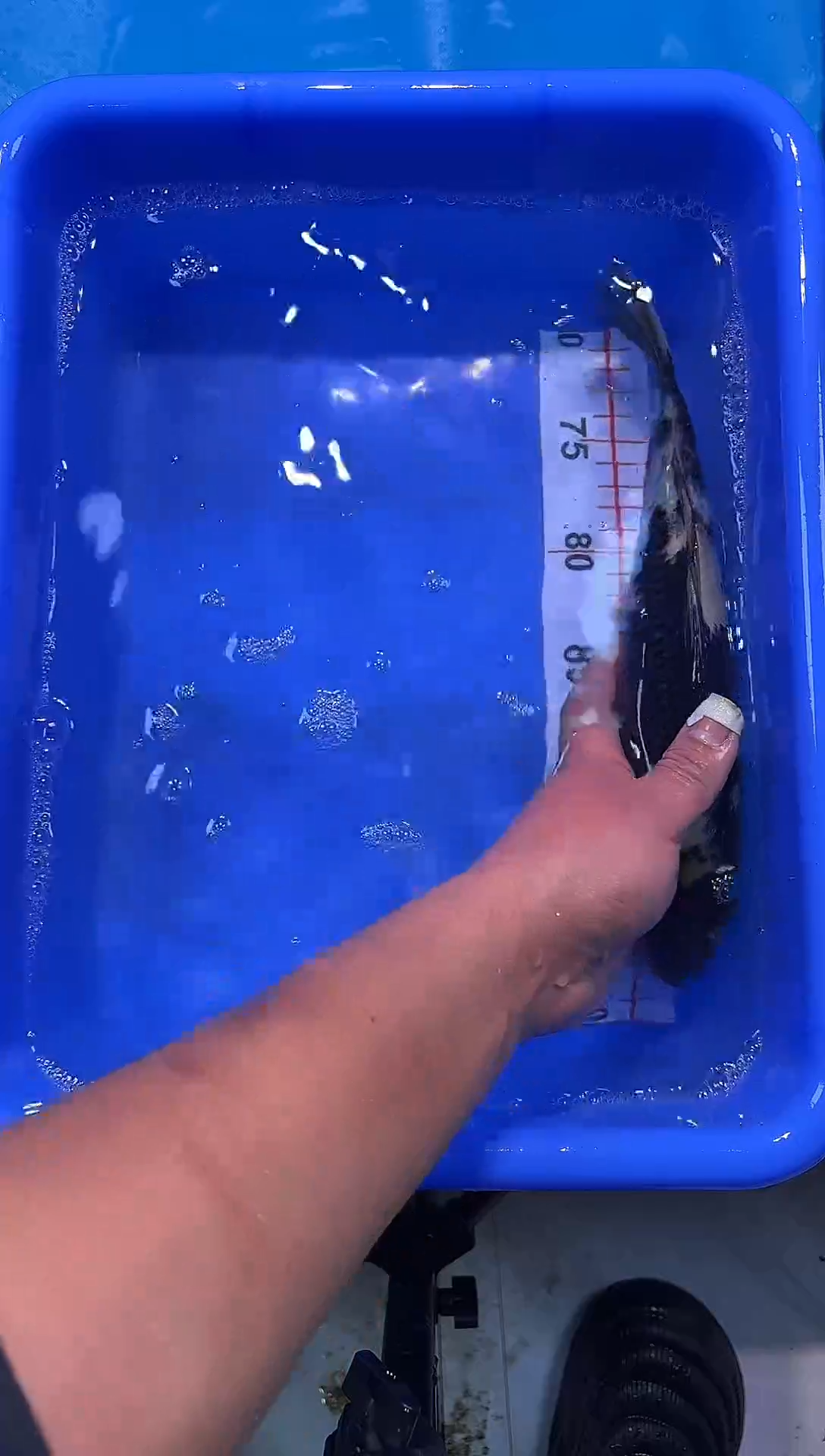 锦鲤2026-1-3汇鼎锦鲤----44