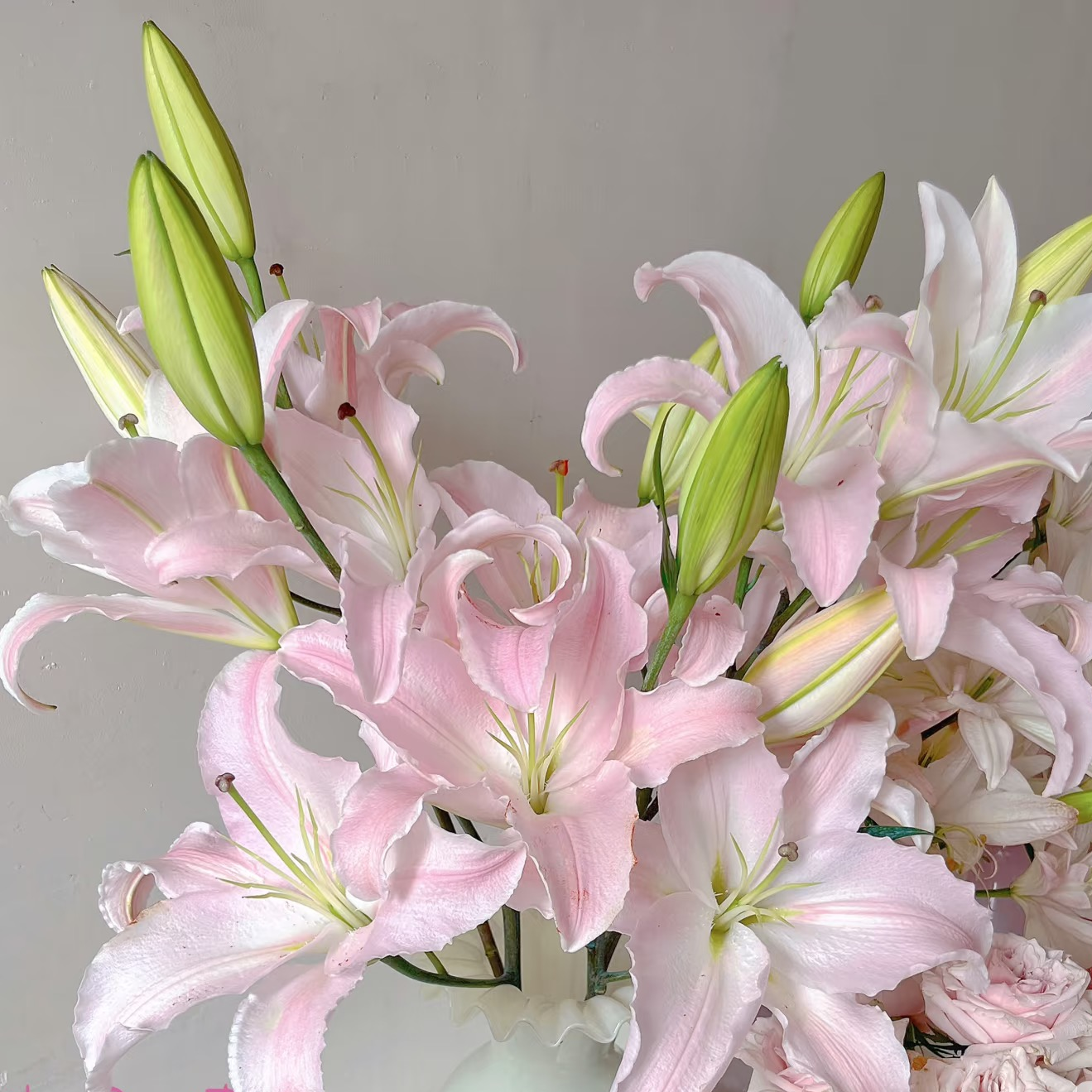 花相拾-星花怒放【粉天使】---单瓣百合