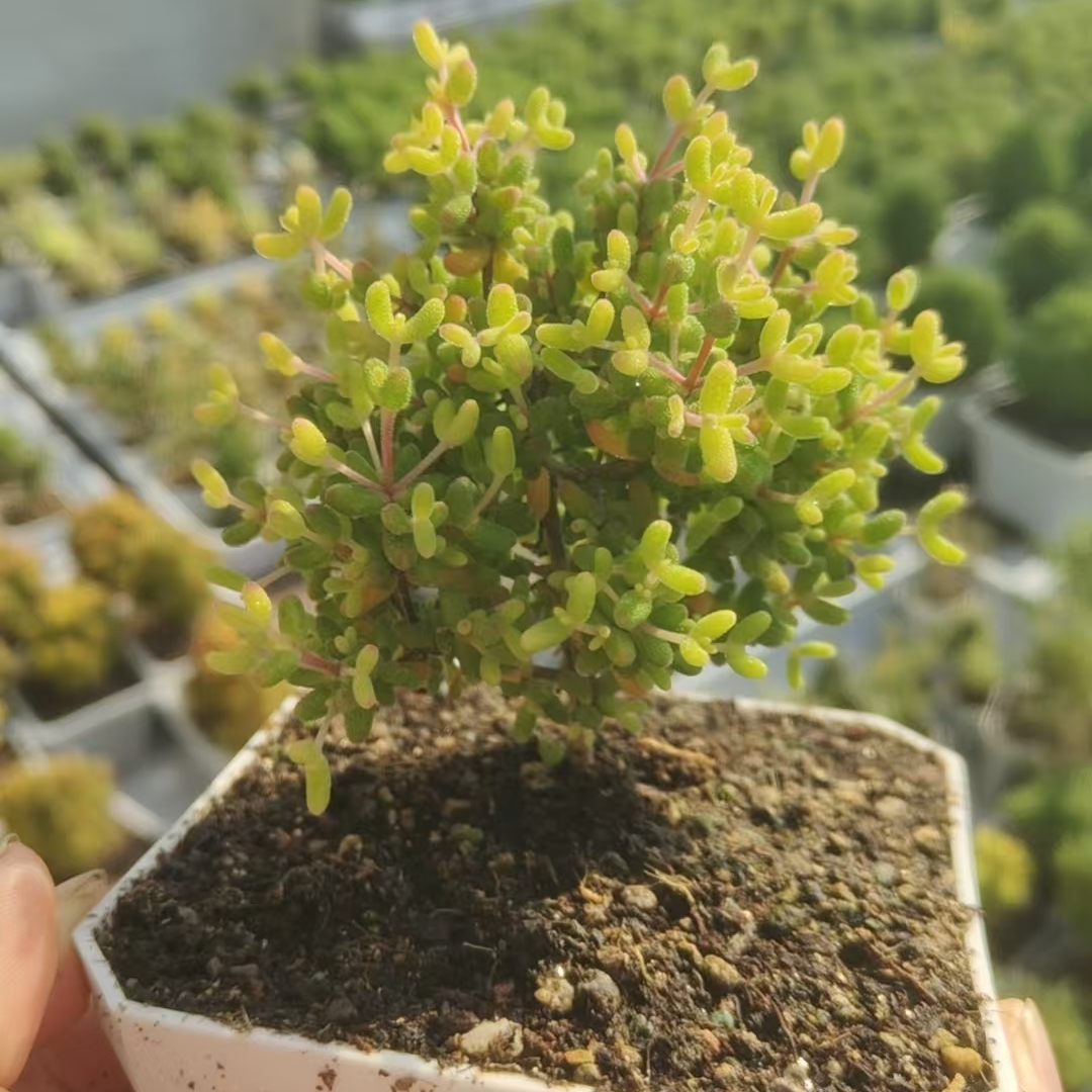 多肉枝干圆叶糖球锦