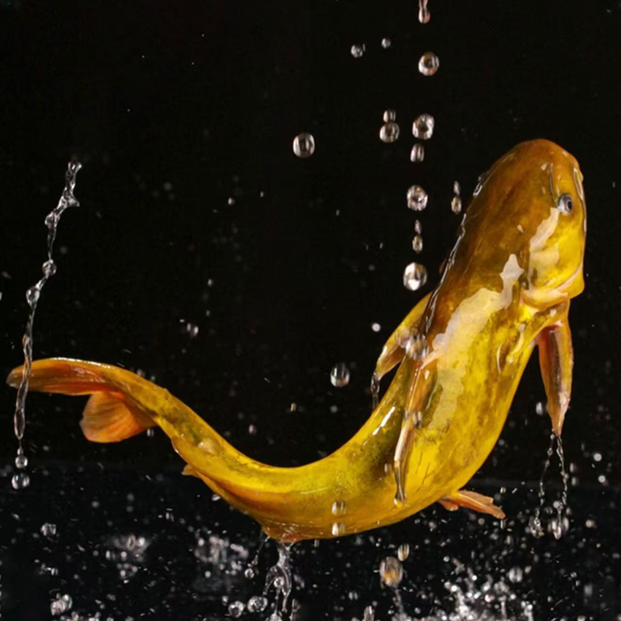 【鲜活嘎鱼4斤】鲜活嘎鱼4斤8-10条顺丰上门售后无忧