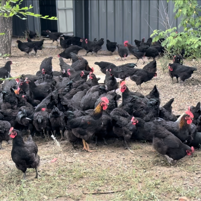 新疆哈萨克族散养原种母鸡