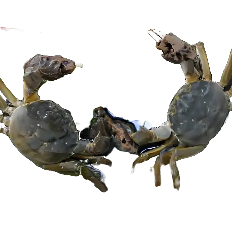 （活蟹）江苏鲜河蟹母蟹（1.1-1.4两）20只