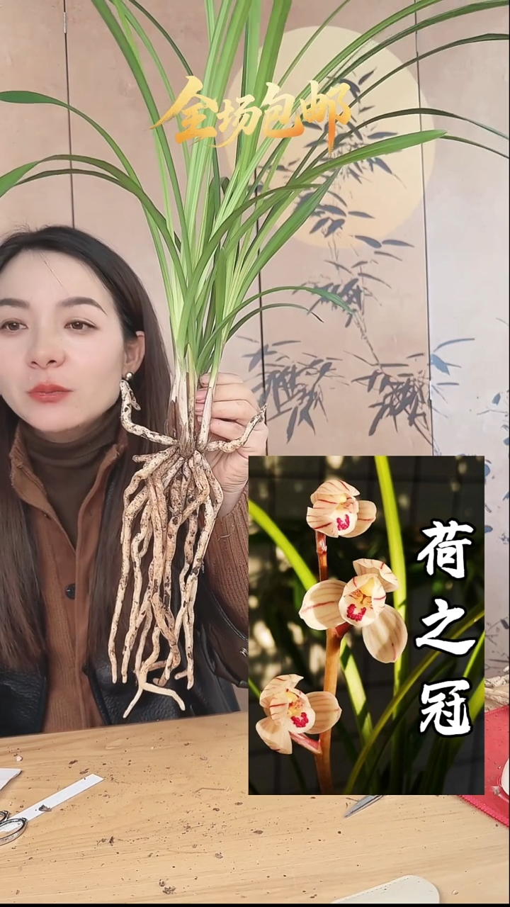 当前无花栽培后可以开花：荷之冠