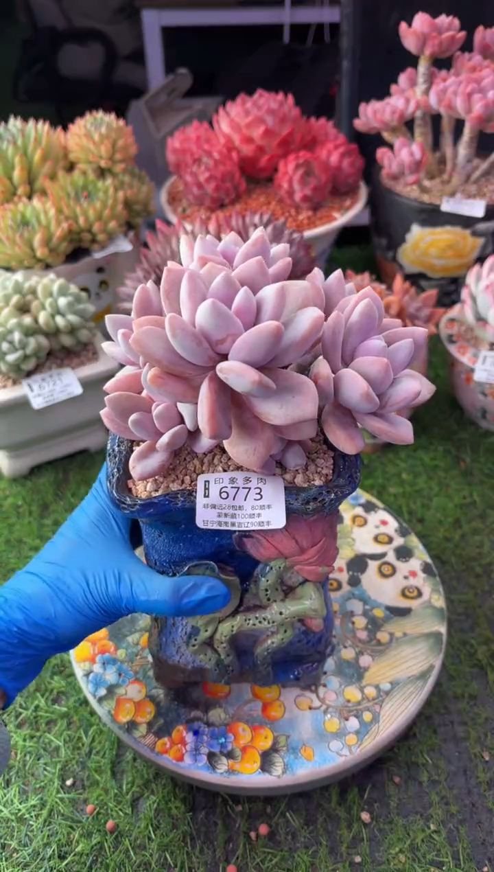昆明印象多肉6773