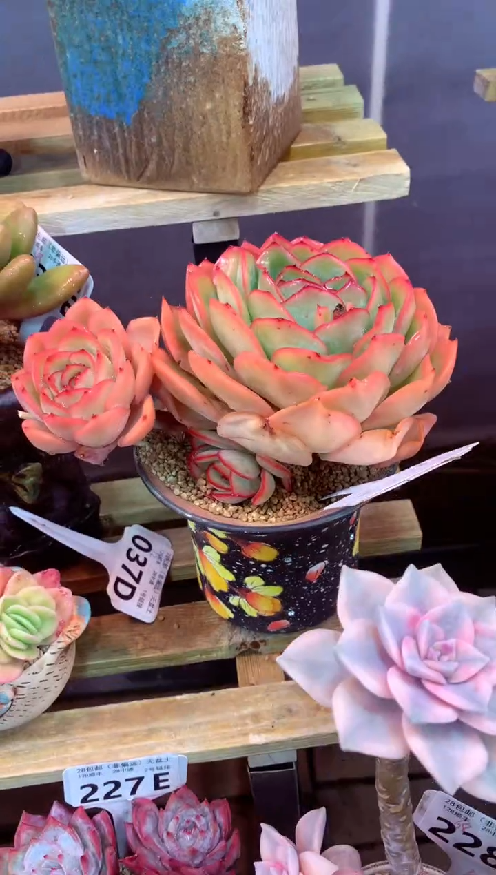 241E（一物一拍，精品多肉，w所见即所得 