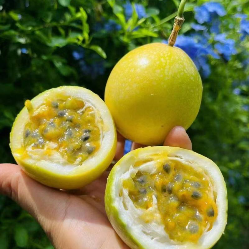 【今天拍明天吃】1正宗钦蜜9号百香果