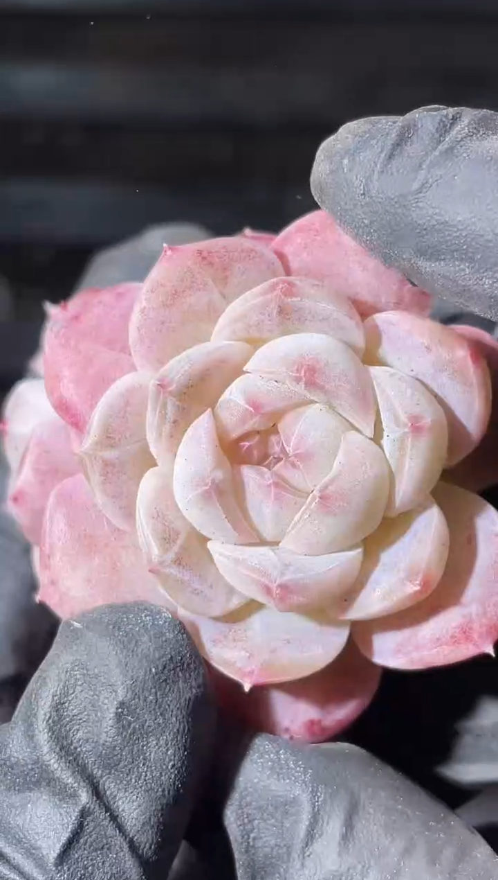 11-25谪系群3-4厘米不包整散量拍发一颗