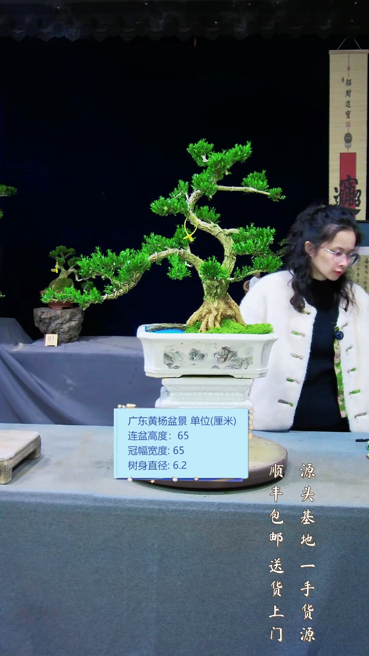 【闪购商品】黄杨盆景艺黄杨盆景艺黄杨盆景艺