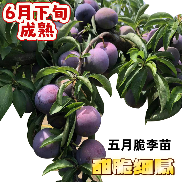 五月脆李脆苗 凤凰李 李子苗
