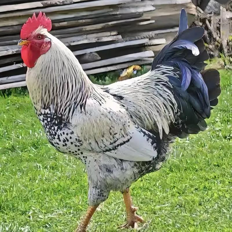 芦花鸡整只肉质鲜美10只