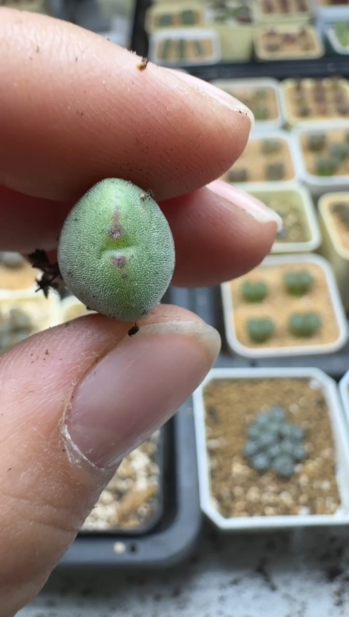 【闪购商品】17-283