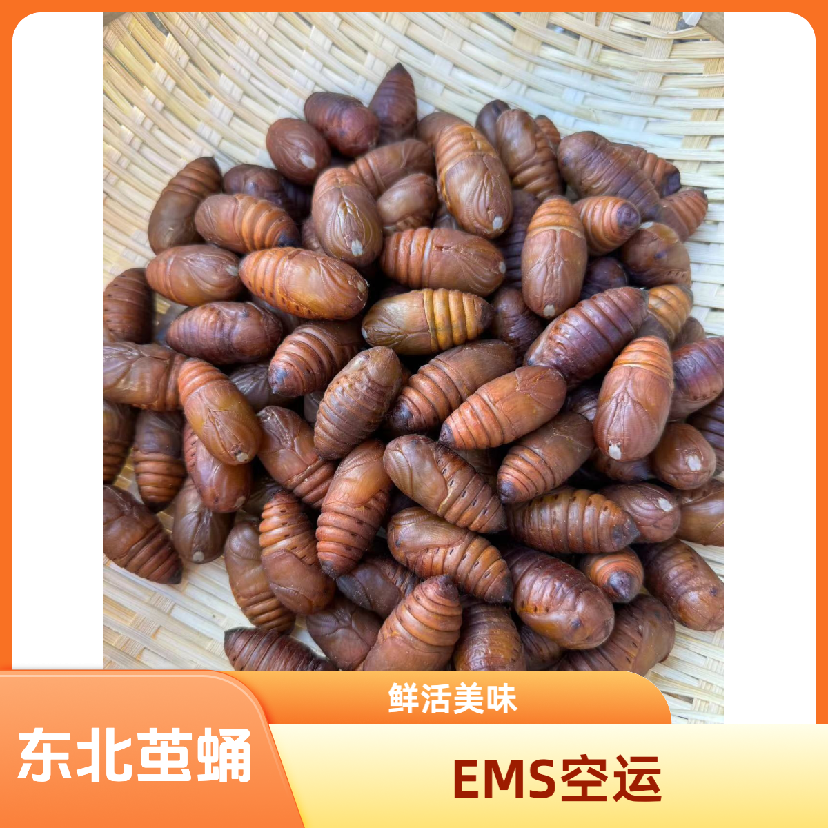 东北辽宁丹东宽甸柞树茧蛹 鲜活黄蛹 蛋白满满 大山放养