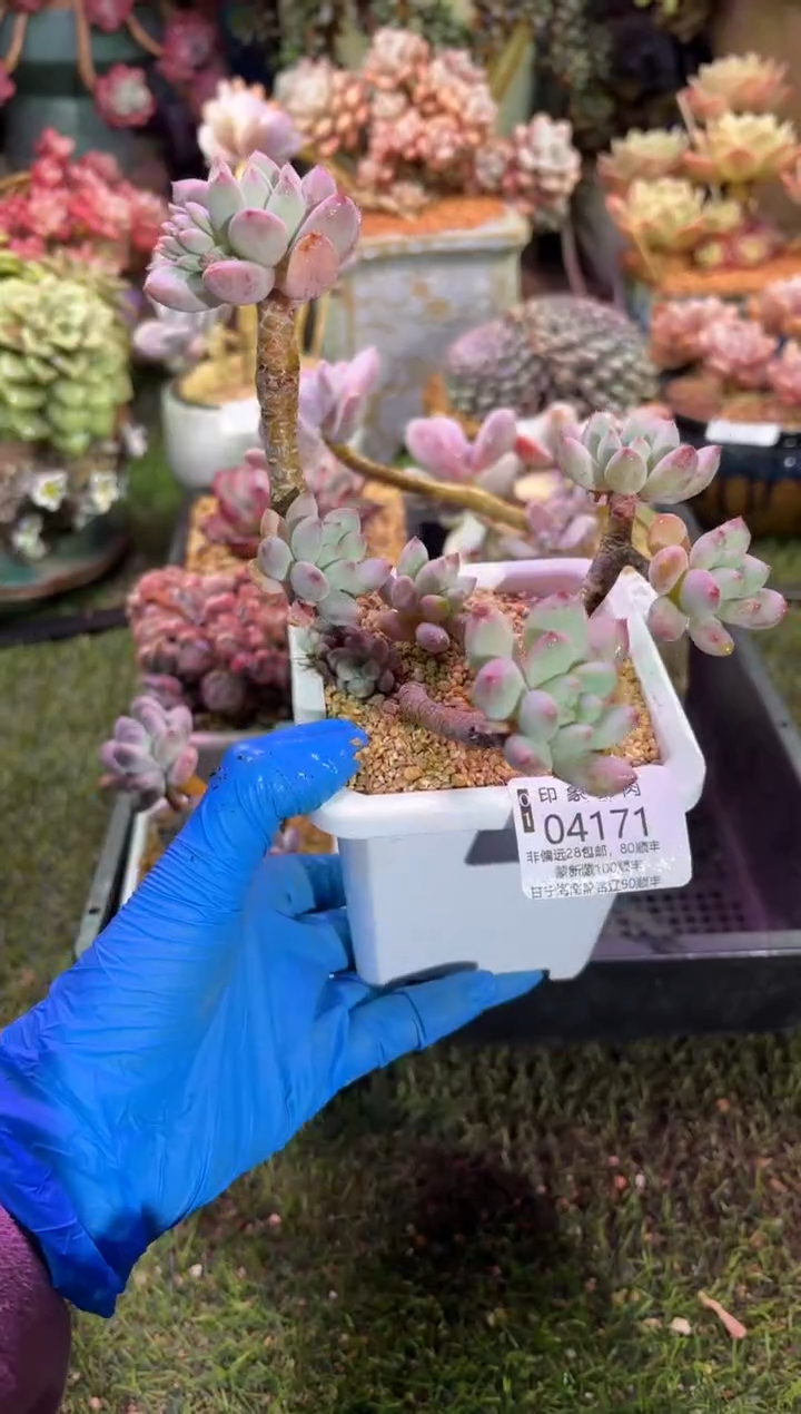 【闪购商品】04171