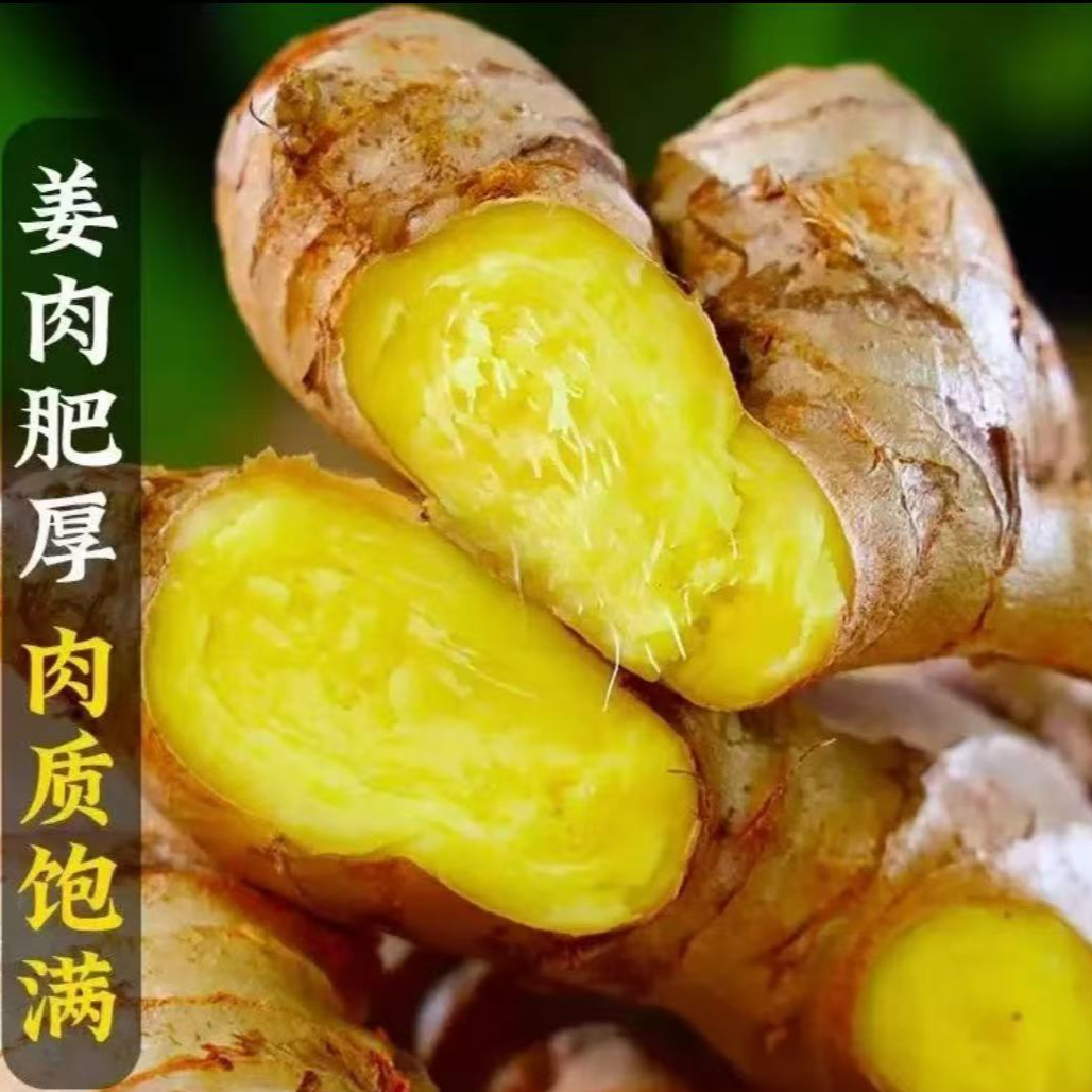 【产地直发】老姜母批发正宗高山种植蔬菜新鲜现挖辛辣整箱