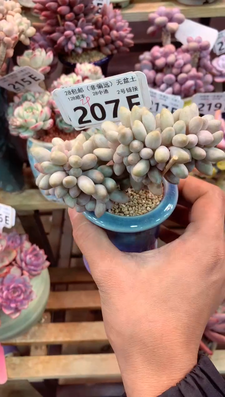 207E（一物一拍，精品多肉，w所见即所得 