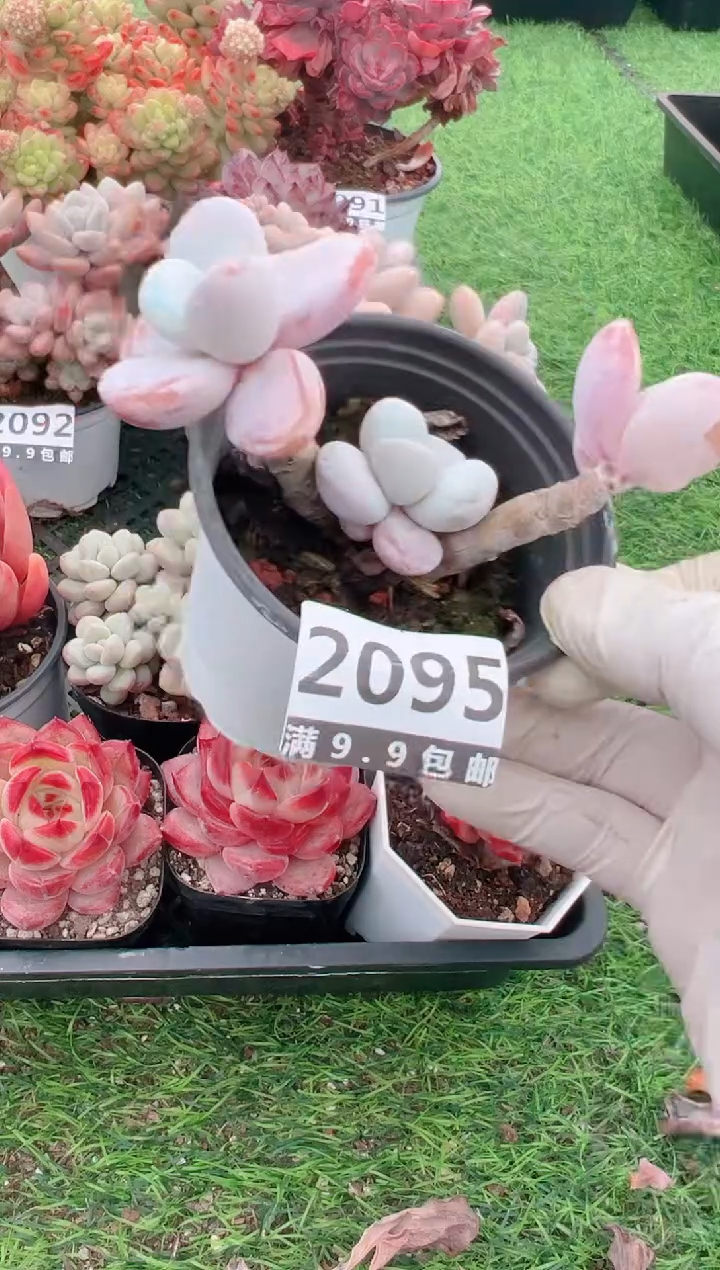 【闪购商品】信福多肉一物一拍