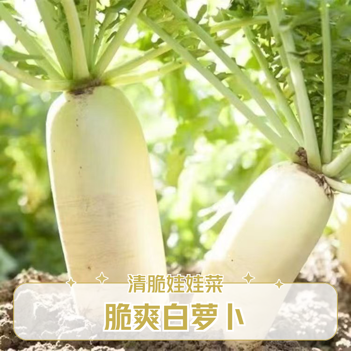 平谷本地农家白萝卜 清脆可口 现拔现发 口感特别好（5斤装）